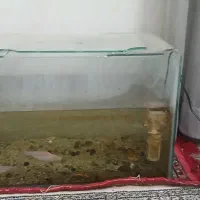 اکواریوم