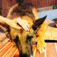 ژرمن (گم شده)|حیوانات|کرمان, |دیوار