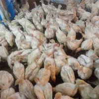 بوقلمون ۴۰روزه