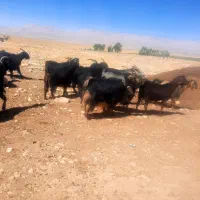 بز ترکی سرحال