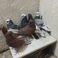 شازده ماده و سرخ|پرنده|مسجد سلیمان, |دیوار