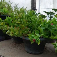 نازیخی ناز آفتابی