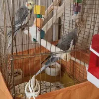 طوطی|پرنده|فردیس, قریشی|دیوار