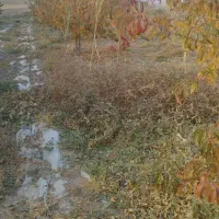 باغ دوهزار متری در زرنق|فروش دفتر صنعتی، کشاورزی، تجاری|میانه, |دیوار