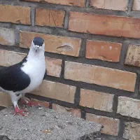 کبوتر دوبال