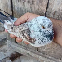 ۲تا کفتر آس|پرنده|خرم‌آباد (تنکابن), |دیوار