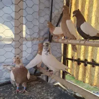 کبوتر طوق وحسن خانی|پرنده|سنندج, |دیوار