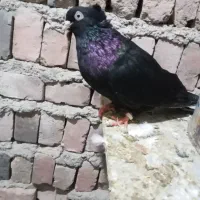 کبوتر زاغ آبادانی|پرنده|اهر, |دیوار