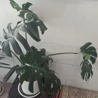 گلدان بزرگ زیرقیمت بازار