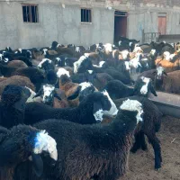 بره نر پای پروار داشتی|حیوانات مزرعه|محمدبار, |دیوار