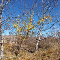 باسلام فر وش زمین کشاورزی|فروش دفتر صنعتی، کشاورزی، تجاری|راین, |دیوار