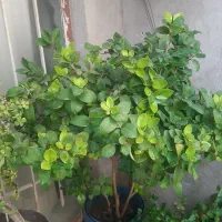 شمشاد|گل و گیاه طبیعی|شیراز, دارالرحمه|دیوار