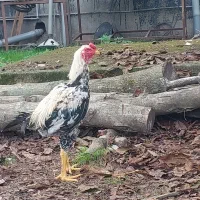 خروس لاری صابونی رنگ۶ماهه