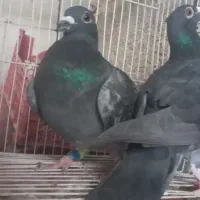کبوتر
