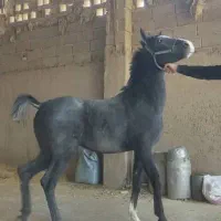 کره نریان 18ماهه ازارشاکیانی