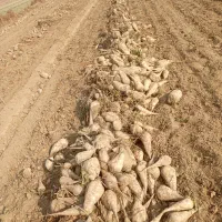 چغندر دامی|لوازم جانبی حیوانات|میاندوآب, |دیوار