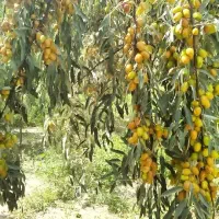 فروش نهال سنجد صادراتی حاج حسین