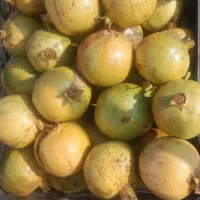 انار کلباد