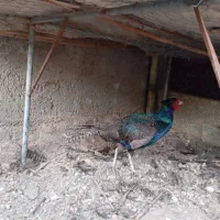 نطفه دار ضمانتی