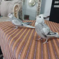 عروس هلندی ایزابلا|پرنده|شهریار, شهرک بهاران (ویره)|دیوار