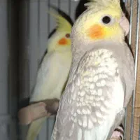 عروس هلندی دون خور