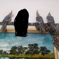 عروس نه عدد|پرنده|محمدیه-قزوین, |دیوار