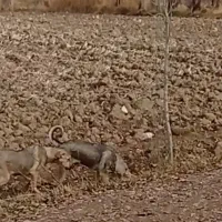 واگذاری سگ|سگ|شوط, |دیوار