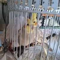 عروس هلندی رام|پرنده|آستارا, |دیوار