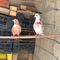 جفت کفتر فروشی