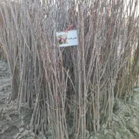 نهالستان وصال|فعالیت داوطلبانه|میاندوآب, |دیوار