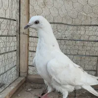 کبوتر پرشی|پرنده|بیستون, |دیوار