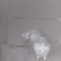 کبوتر نر و ماده