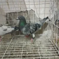 عربستان