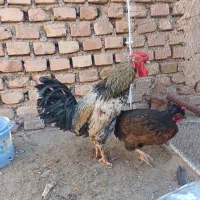 مرغ وخروس.