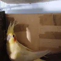 طوطی عروس هلندی|پرنده|قزوین, |دیوار