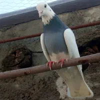 طوق فیروزه‌ای