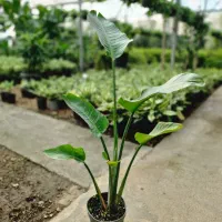 گلخانه
