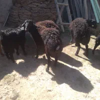 باسلامقوچشیشک|حیوانات مزرعه|قره پشتلو, |دیوار