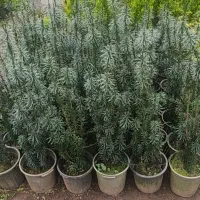 لاوسون یاس هلندی تاکسوز کاج طلایی گل و گیاه.|گل و گیاه طبیعی|چابکسر, |دیوار