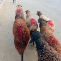 میش افشاری|حیوانات مزرعه|تربت جام, جامرود|دیوار