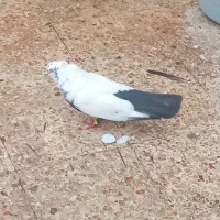 کبوتر جفت دمی