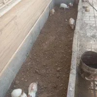 بچه خرگوش سالم و بازیگوش