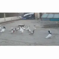 کفتر گمشده