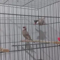 یک جفت نرگسی شکلاتی مولد|پرنده|پاکدشت, شهرک امام رضا|دیوار