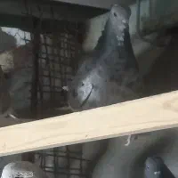 کفتر خوب|پرنده|تهران, سجاد|دیوار