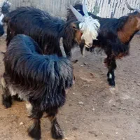 بیگ نر چهار عدد مست مست|حیوانات مزرعه|مسجد سلیمان, |دیوار