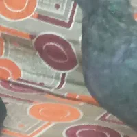 کبوتر اشعل|پرنده|اهواز, کوی مندلی(سه راه خرمشهر)|دیوار