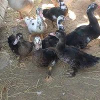 اردک اسرائیلی