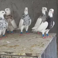 ۷۰ تا طوقی هفت رنگ سرور