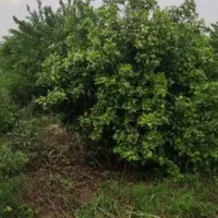 فروش باغ نارنج وپرتقال ثمر ده
